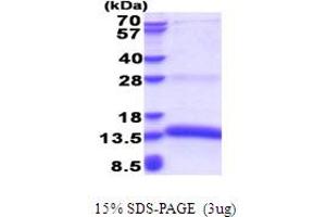 SDS-PAGE (SDS) image for Marginal Zone B and B1 Cell-Specific Protein (MZB1) (AA 1-97) protein (His tag) (ABIN5853641)