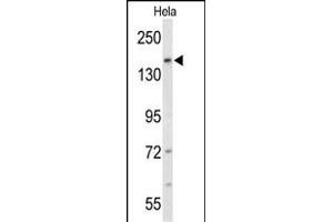 Western blot analysis of FNDC3B Antibody (N-term) (ABIN652712 and ABIN2842472) in Hela cell line lysates (35 μg/lane). (FNDC3B 抗体  (N-Term))
