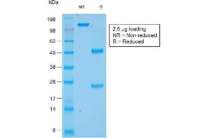 SDS-PAGE Analysis of Purified Chromogranin A Mouse Recombinant Monoclonal Antibody (rCHGA/777). (Recombinant Chromogranin A 抗体)