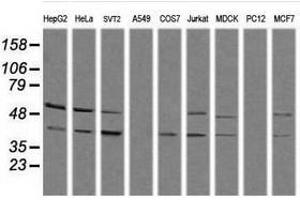 Image no. 2 for anti-Mitogen-Activated Protein Kinase 13 (MAPK13) antibody (ABIN1499955) (MAPK13 抗体)