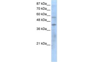 Western Blotting (WB) image for anti-Peroxisome Proliferator-Activated Receptor gamma (PPARG) antibody (ABIN2460600) (PPARG 抗体)