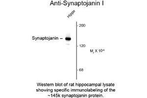 Image no. 1 for anti-Synaptojanin 1 (SYNJ1) antibody (ABIN956748) (Synaptojanin 1 抗体)