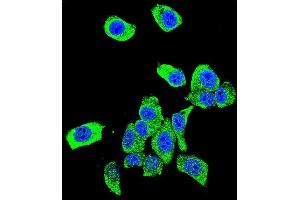 Confocal immunofluorescent analysis of DJ-1 Antibody (N-term) (ABIN390371 and ABIN2840777) with Hela cell followed by Alexa Fluor 488-conjugated goat anti-rabbit lgG (green). (PARK7/DJ1 抗体  (N-Term))