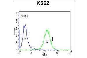 Flow Cytometry (FACS) image for anti-Suppressor of Var1, 3-Like 1 (SUPV3L1) (AA 93-121), (N-Term) antibody (ABIN1881857)