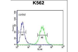 SUPV3L1 Antibody (N-term) (ABIN1881857 and ABIN2843036) flow cytometric analysis of K562 cells (right histogram) compared to a negative control cell (left histogram).
