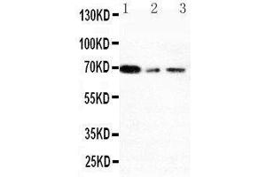 Western Blotting (WB) image for anti-X-Ray Repair Complementing Defective Repair in Chinese Hamster Cells 1 (XRCC1) (AA 15-34), (N-Term) antibody (ABIN3044234)