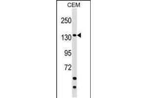 Western blot analysis in CEM cell line lysates (35ug/lane). (SAFB2 抗体  (AA 529-558))