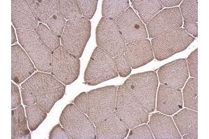 IHC-P Image LDB1 antibody [N2C3] detects LDB1 protein at nucleus on mouse muscle by immunohistochemical analysis.