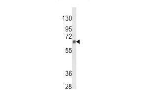 Western blot analysis of CYP3A5 Antibody (Center) (ABIN652394 and ABIN2841919) in 293 cell line lysates (35 μg/lane). (CYP3A5 抗体  (AA 186-218))