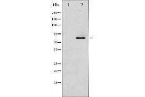 Western blot analysis of Smad1 expression in EGF treated COS7 whole cell lysates,The lane on the left is treated with the antigen-specific peptide. (SMAD1 抗体)