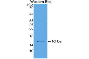 Western Blotting (WB) image for anti-Growth Differentiation Factor 15 (GDF15) (AA 195-308) antibody (Biotin) (ABIN1175410) (GDF15 抗体  (AA 195-308) (Biotin))