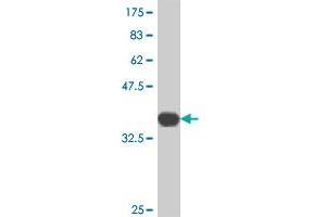Western Blot detection against Immunogen (37.