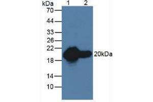 Western blot analysis of (1) Rat Heart Tissue and (2) Rat Skeletal Muscle Tissue.