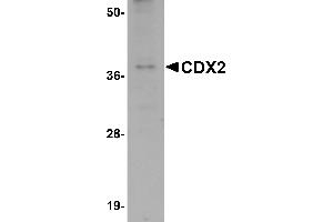 Western Blotting (WB) image for anti-Caudal Type Homeobox 2 (CDX2) (C-Term) antibody (ABIN1030331) (CDX2 抗体  (C-Term))