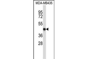 NFE2 Antibody (C-term) (ABIN657484 and ABIN2846513) western blot analysis in MDA-M cell line lysates (35 μg/lane). (NFE2 抗体  (C-Term))