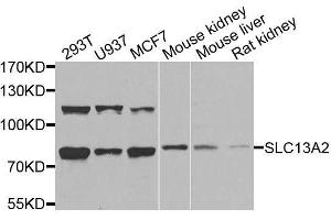 Western blot analysis of extracts of various cell lines, using SLC13A2 antibody. (SLC13A2 抗体  (AA 345-455))