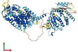 Protein Structure (PS) image for Solute Carrier Family 12 (Potassium/chloride Transporters), Member 9 (SLC12A9) (AA 1-914) protein (His tag) (ABIN7555297)