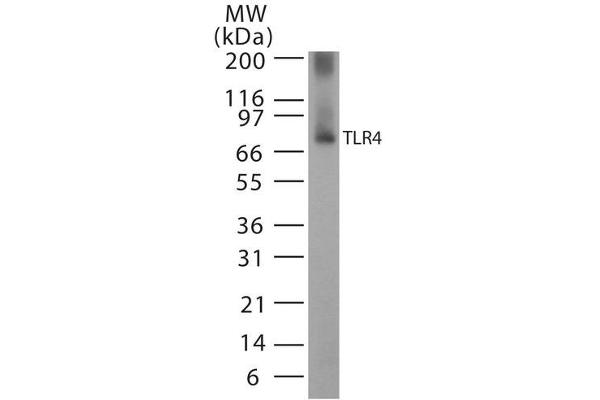TLR4 抗体  (AA 420-435) (HRP)