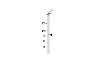 Anti-DDR1 Antibody (N-term) at 1:2000 dilution + MCF-7 whole cell lysate Lysates/proteins at 20 μg per lane. (DDR1 抗体  (N-Term))