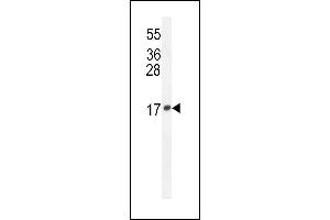 LCN10 Antibody (Center) (ABIN654544 and ABIN2844258) western blot analysis in mouse Neuro-2a cell line lysates (35 μg/lane). (LCN10 抗体  (AA 94-123))