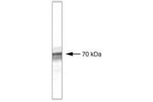 Image no. 1 for anti-beta-Transducin Repeat Containing (BTRC) antibody (ABIN204836) (BTRC 抗体)