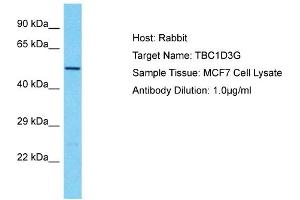 Host: Rabbit Target Name: TBC1D3G Sample Type: MCF7 Whole Cell lysates Antibody Dilution: 1.