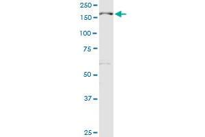 MBD5 MaxPab rabbit polyclonal antibody. (MBD5 抗体  (AA 1-229))