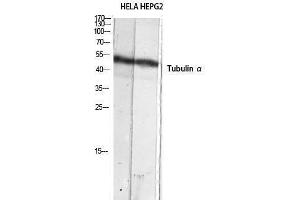 Western Blotting (WB) image for anti-alpha Tubulin (TUBA1) (C-Term) antibody (ABIN3180375) (alpha Tubulin 抗体  (C-Term))