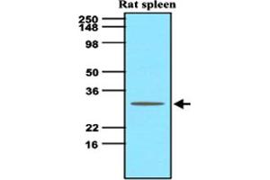 Western blot analysis of tissue lysate of rat spleen (60 ug) was resolved by SDS - PAGE , transferred to NC membrane and probed with TNFSF13B monoclonal antibody , clone H4 - C7 (1 : 500) . (BAFF 抗体  (AA 134-285))