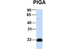Host:  Rabbit  Target Name:  PIGA  Sample Type:  Human 293T  Antibody Dilution:  1. (PIGA 抗体  (Middle Region))