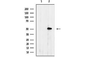 Western blot analysis of lysates from COLO205, using AP 2 Antibody.