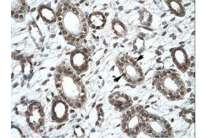 Image no. 1 for anti-Kinesin Family Member 25 (KIF25) (AA 302-351) antibody (ABIN202395) (KIF25 抗体  (AA 302-351))