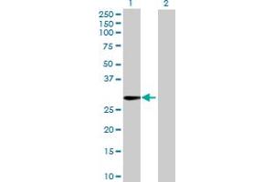 Western Blot analysis of TTYH1 expression in transfected 293T cell line by TTYH1 MaxPab polyclonal antibody. (TTYH1 抗体  (AA 1-239))