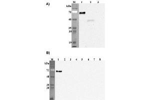 Western blot analysis of human Pref-1using anti-DLK1 (human), mAb (PF13-3)  at 1: 2,000 dilution. (DLK1 抗体  (Extracellular Domain))