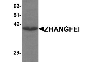 Western blot analysis of ZHANGFEI in K562 cell lysate with ZHANGFEI antibody at 1 µg/mL. (CREBZF 抗体  (N-Term))
