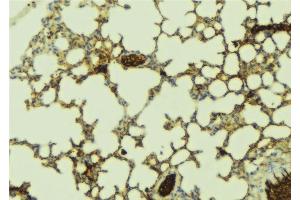 ABIN6277517 at 1/100 staining Mouse lung tissue by IHC-P. (PDZK1 抗体  (C-Term))