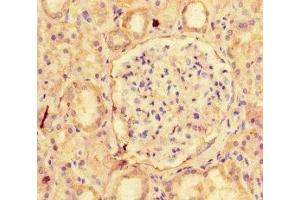 Immunohistochemistry of paraffin-embedded human kidney tissue using ABIN7161043 at dilution of 1:100