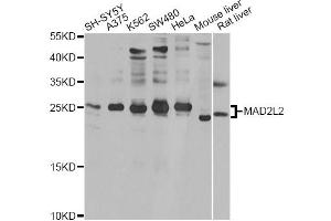 Western blot analysis of extracts of various cell lines, using MAD2L2 antibody. (MAD2L2 抗体)