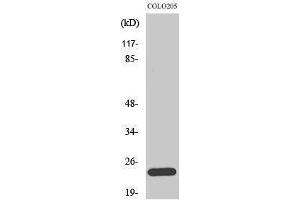 Western Blotting (WB) image for anti-BCL2-Like 2 (BCL2L2) (C-Term) antibody (ABIN3174016) (BCL2L2 抗体  (C-Term))