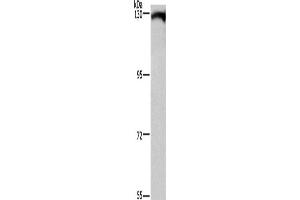 Western Blotting (WB) image for anti-Dishevelled Associated Activator of Morphogenesis 1 (DAAM1) antibody (ABIN2434528) (DAAM1 抗体)