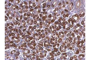Immunohistochemistry (IHC) image for anti-ATP Synthase, H+ Transporting, Mitochondrial F1 Complex, alpha Subunit 1, Cardiac Muscle (ATP5A1) (C-Term) antibody (ABIN2855150)