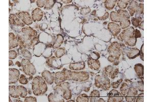 Immunoperoxidase of monoclonal antibody to FABP4 on formalin-fixed paraffin-embedded human salivary gland. (FABP4 抗体  (AA 1-132))