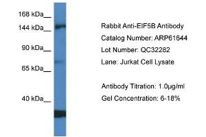 Western Blotting (WB) image for anti-Eukaryotic Translation Initiation Factor 5B (EIF5B) (Middle Region) antibody (ABIN2788862) (EIF5B 抗体  (Middle Region))