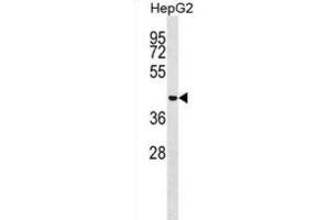 Western Blotting (WB) image for anti-Microspherule Protein 1 (MCRS1) antibody (ABIN2999051)