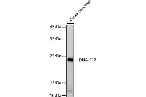 Western blot analysis of extracts of Mouse pancreas, using DN antibody (ABIN7266821) at 1:1000 dilution. (DNAJC12 抗体)