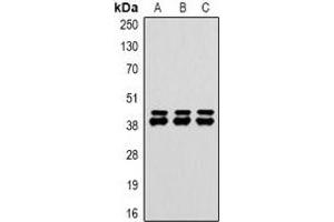 Western blot analysis of DUSP6 expression in HepG2 (A), NIH3T3 (B), rat heart (C) whole cell lysates. (DUSP6 抗体)