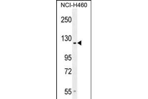 GP Antibody (Center) (ABIN654524 and ABIN2844246) western blot analysis in NCI- cell line lysates (35 μg/lane). (GPR144 抗体  (AA 342-370))