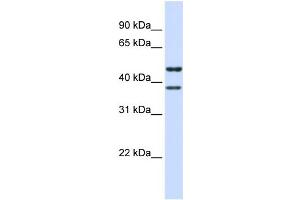 WB Suggested Anti-TMEM135 Antibody Titration:  0. (TMEM135 抗体  (N-Term))
