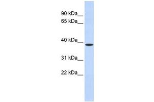 Western Blotting (WB) image for anti-Zinc Finger Protein-Like 1 (ZFPL1) antibody (ABIN2460018) (ZFPL1 抗体)