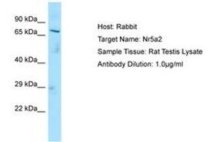 Image no. 1 for anti-Nuclear Receptor Subfamily 5, Group A, Member 2 (NR5A2) (C-Term) antibody (ABIN6749846) (NR5A2 + LRH1 抗体  (C-Term))
